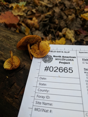Pholiota