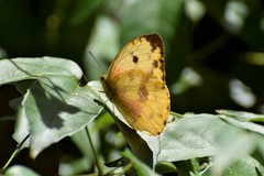 Papilionoidea
