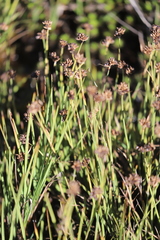 Juncus falcatus