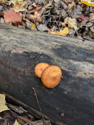 Pholiota (Photo 2 of 2)
