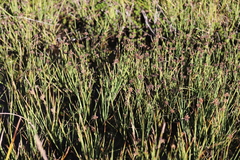 Juncus falcatus