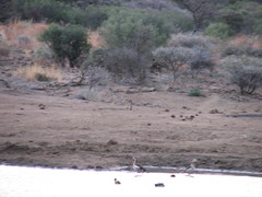 Leptailurus serval serval
