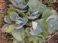 Kalanchoe marmorata