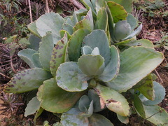 Kalanchoe marmorata