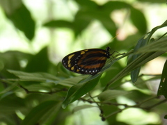 Lycorea halia atergatis