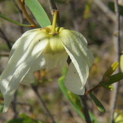 Asimina reticulata