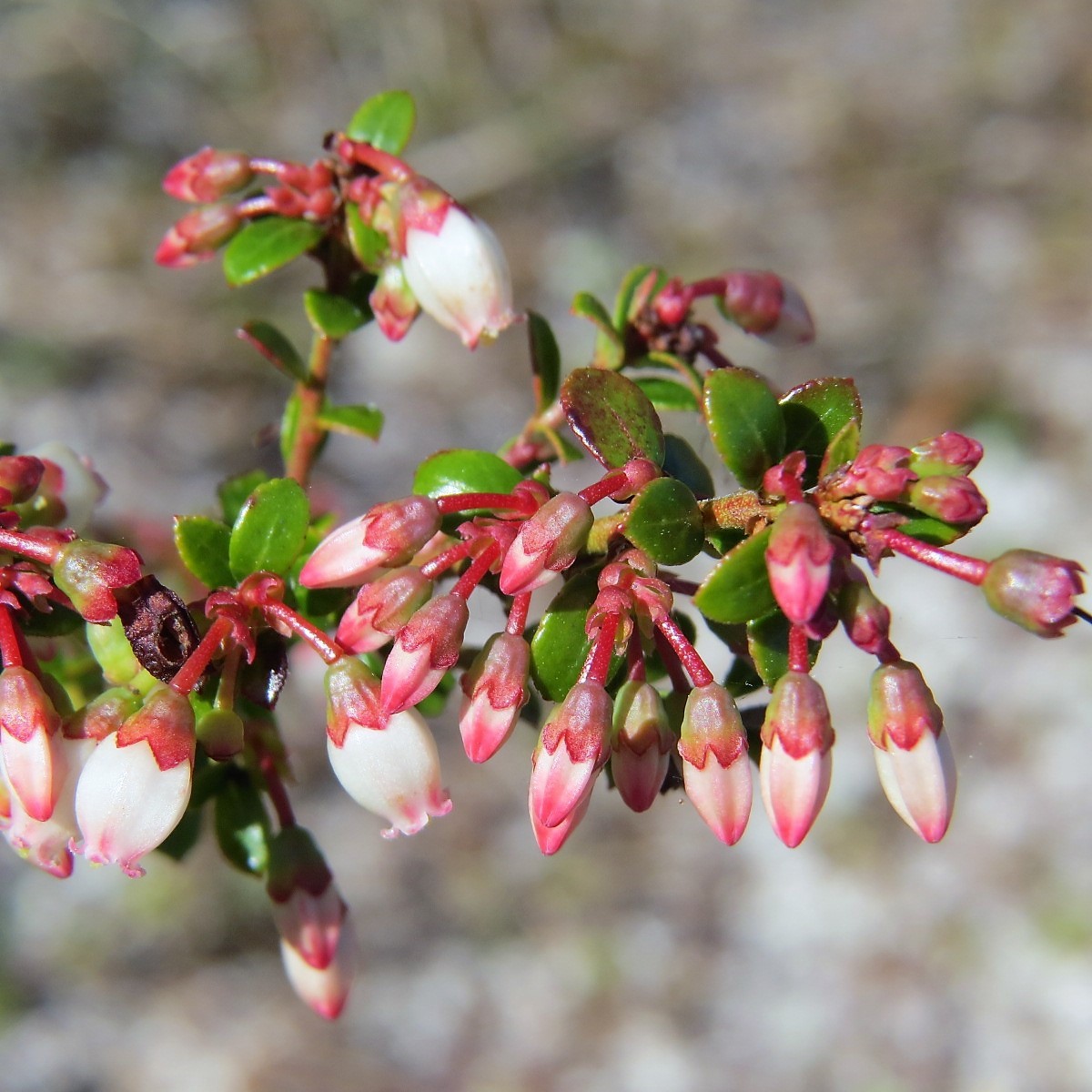 Vaccinium myrsinites