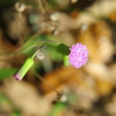 Emilia sonchifolia image