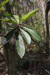 Rhaphiolepis indica var. umbellata image