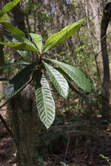 Rhaphiolepis indica image