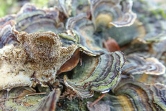 Trametes versicolor