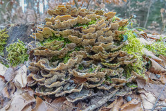 Trametes versicolor