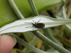 Plecia ruficollis