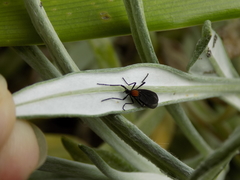Plecia ruficollis