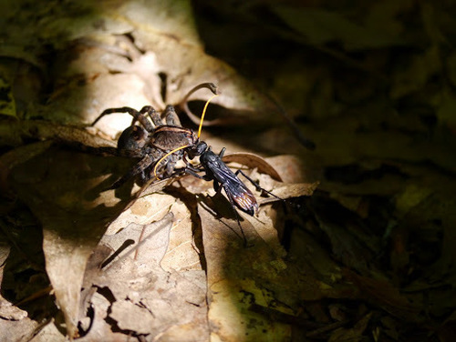 Eastern Tawny-horned Spider Wasp photo 3