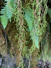 Selaginella oregana