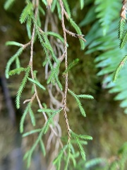 Selaginella oregana