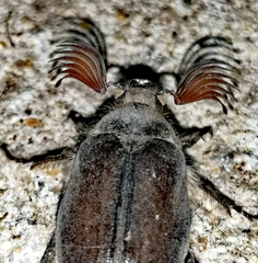 Melolontha papposa