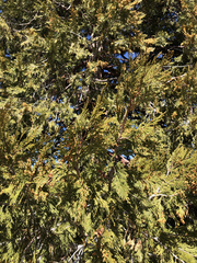 Calocedrus