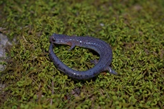 Plethodon dorsalis