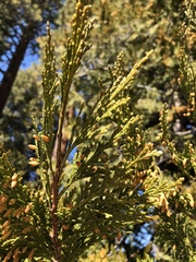 Calocedrus