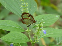 Greta morgane morgane