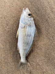 Haemulopsis corvinaeformis