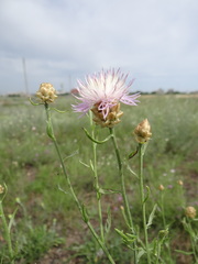Centaurea protomargaritacea