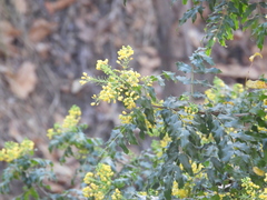 Berberis moranensis