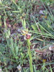 Ophrys sphegodes