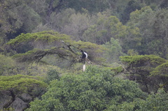 Colobus guereza matschiei