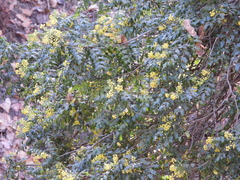 Berberis moranensis