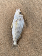 Haemulopsis corvinaeformis