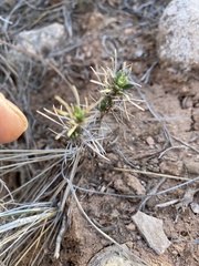 Cylindropuntia whipplei