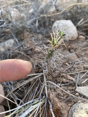 Cylindropuntia whipplei