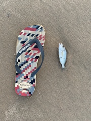 Haemulopsis corvinaeformis