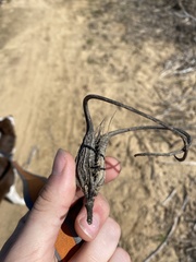 Proboscidea louisianica