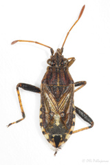 Stictopleurus pictus