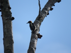 Melanerpes pulcher