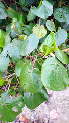 Hibiscus tiliaceus pernambucensis