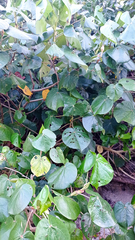 Hibiscus tiliaceus pernambucensis