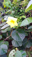 Hibiscus tiliaceus pernambucensis