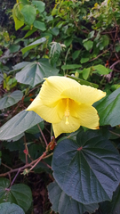Hibiscus tiliaceus pernambucensis