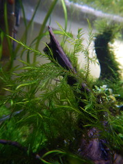 Fontinalis dalecarlica