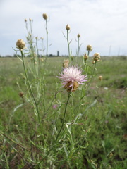 Centaurea protomargaritacea