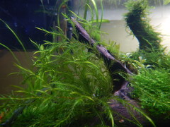 Fontinalis dalecarlica