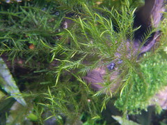 Fontinalis dalecarlica