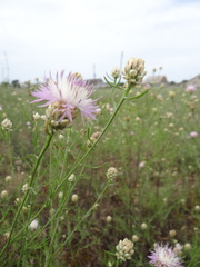 Centaurea protomargaritacea