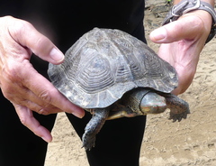 Rhinoclemmys pulcherrima rogerbarbouri