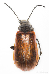 Coleoptera